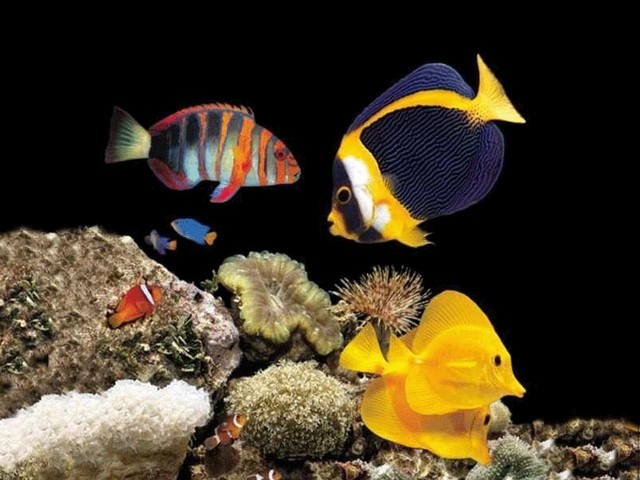 Чудо-рыбы в мировом океане - морские коньки, парусники и медузы...