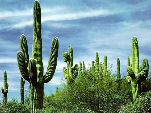 Земля кактусов - жаркая Мексика. Агава и другие растения в пустынях.