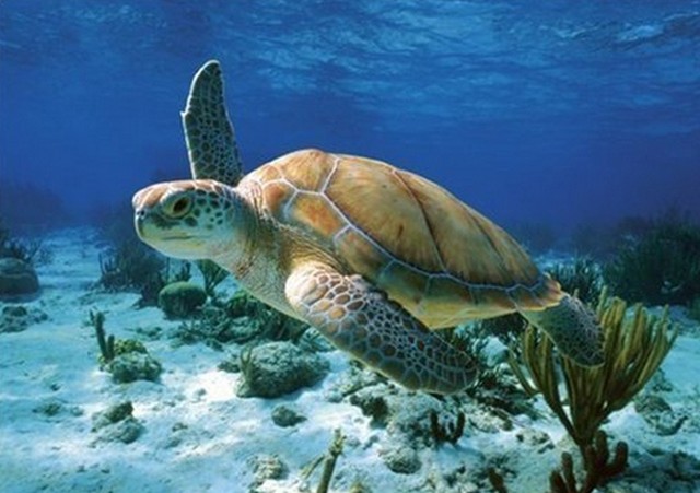 Чудо-панцирь у океанской черепахи в глубинах Тихого океана