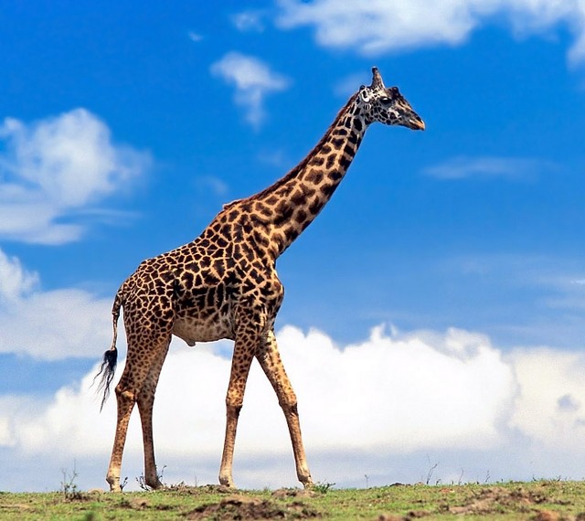 Пятна и полоски у жирафа и леопарда - африканские просторы