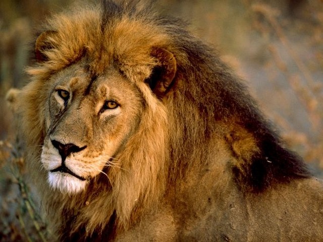 Большие кошки - могучие львы в жаркой Африке