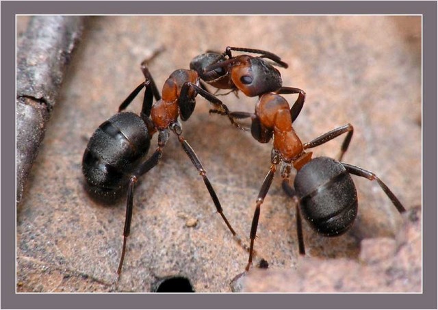 Армия муравьёв
