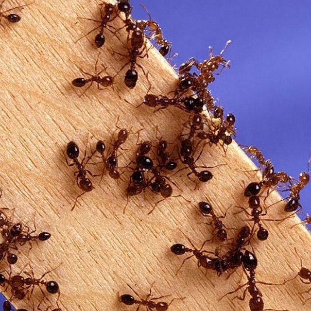 Армия муравьёв