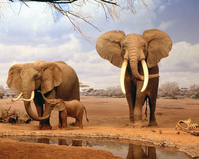 Африканские слоны и большие белые носороги