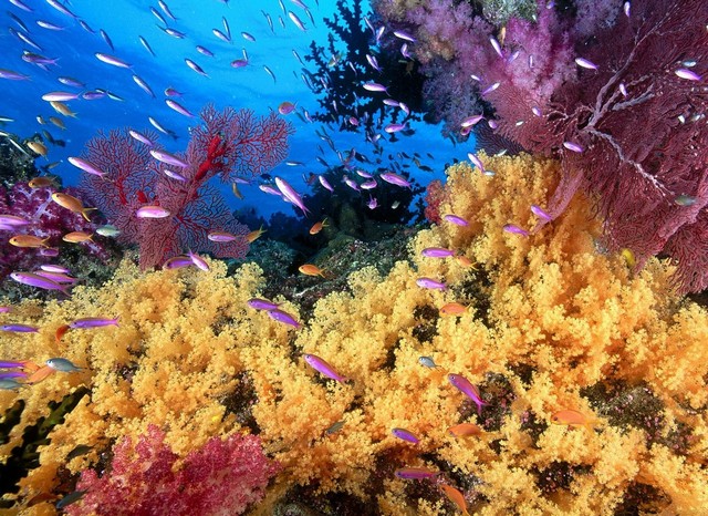 Большой Барьерный риф и его разноцветные кораллы