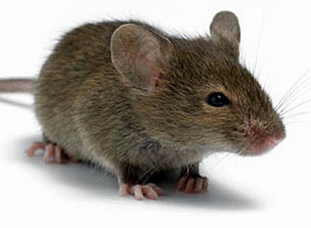 Мини-мышки