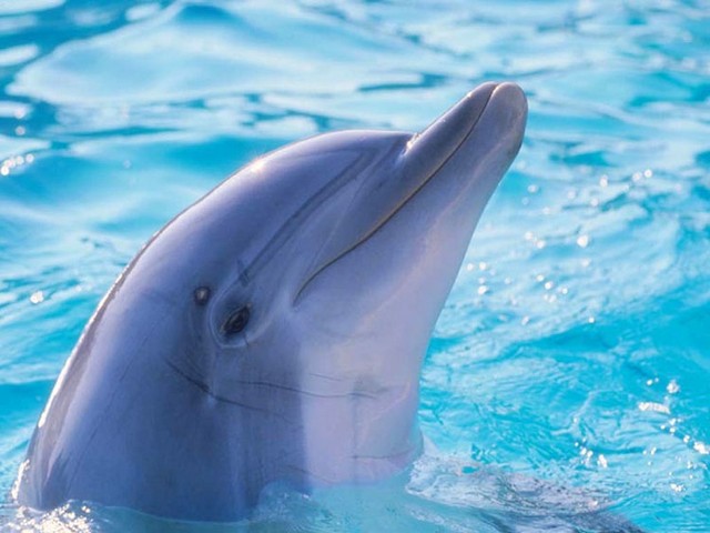 Резвые дельфины
